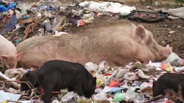 黑白猪吃垃圾 大猪躺在他们身后的垃圾上 — 图库视频影像