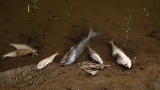 Sześć Różnych Ras Ryb Leżących Bez Życia Błotnistej Powierzchni — Wideo stockowe