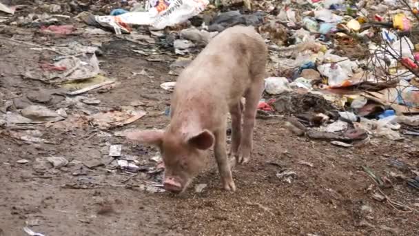 Świnia Uprawiająca Ziemię Pobliżu Wysypiska Śmieci — Wideo stockowe