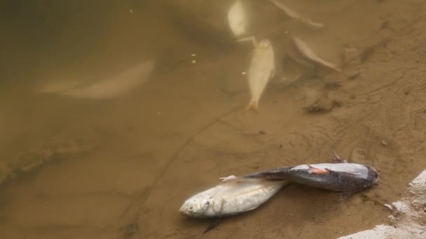 Zwei Fische Liegen Flussufer Übereinander — Stockvideo