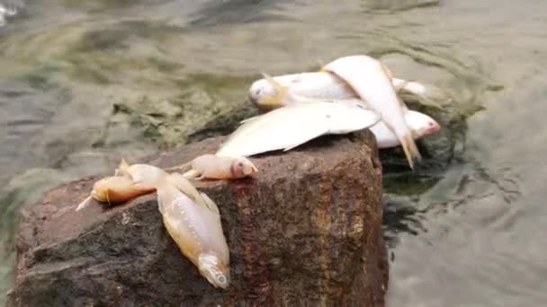 死んだティラピア魚と水中を流れる岩の水の上の小さな魚 — ストック動画