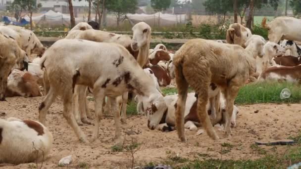 Goats Sitting Sandy Area Few Standing — Stock Video