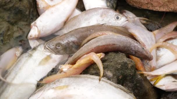 Nehrin Ortasında Yatan Kayalıklarda Farklı Türde Balıklar — Stok video