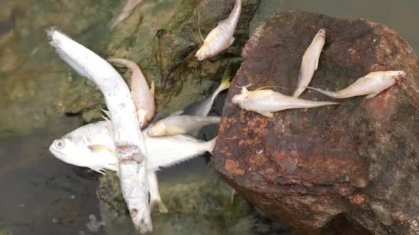 川を渡る岩の上で死んだ魚 — ストック動画