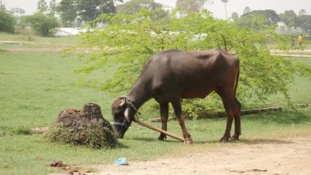 一只以草料为食的大黑水牛 — 图库视频影像