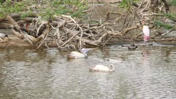 Белые Цикониобразные Птицы Плавающие Воде — стоковое видео