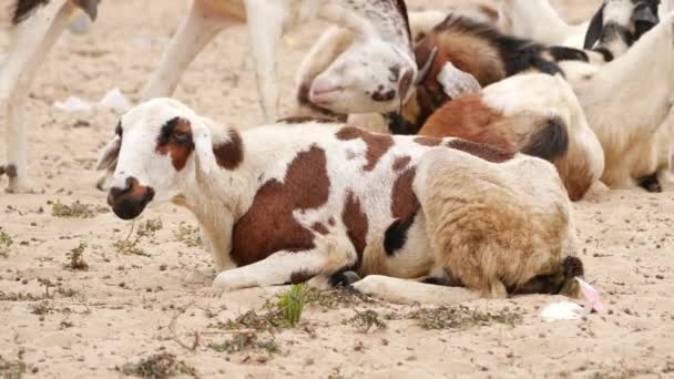 Vidéo Direct Assis Sur Une Zone Sable Chèvres Derrière Elle — Video