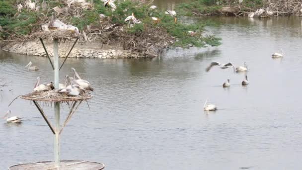Vogelschuss Auf Vogelstange Mit Wasser Schwimmenden Ciconiformes Vögeln — Stockvideo