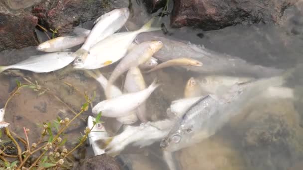 Viele Weiße Tote Fische Liegen Leblos Wasser Auf Einem Felsen — Stockvideo