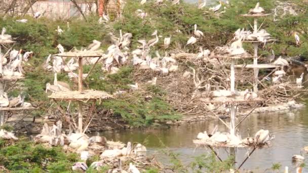 Schuss Einer Herde Von Ciconiformes Vögeln Auf Vogelstange — Stockvideo