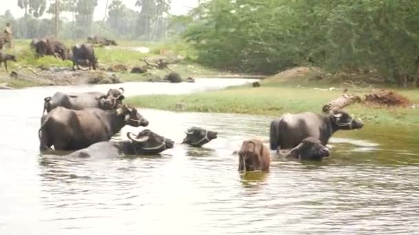 Buffalók Folyóban Néhányan Háttérben Lévő Füvekből Táplálkoznak — Stock videók