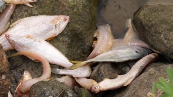 Różne Gatunki Ryb Leżących Bez Życia Dużej Skale Środku Rzeki — Wideo stockowe