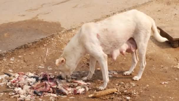 Een Dikke Witte Hond Die Resten Van Stukjes Vis Opeet — Stockvideo