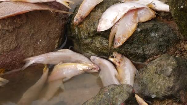 Yumuşak Beyaz Balıklar Cansız Bir Şekilde Bir Kayanın Üzerinde Suyun — Stok video