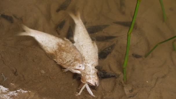 Δύο Λευκά Ψάρια Που Κείτονται Νεκρά Στην Άμμο — Αρχείο Βίντεο