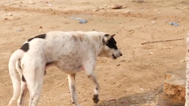 Cão Local Branco Com Toques Pretos Mastigar Muita Comida Mesmo — Vídeo de Stock
