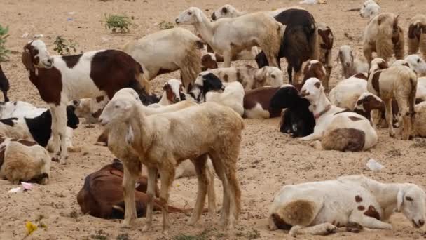 Keçiler Züppe Bölgesinde Bazıları Ayakta Bazıları Oturuyor — Stok video