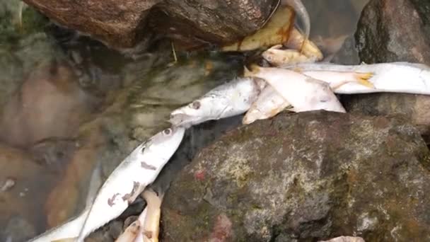 川の水で満たされた岩の間に横たわる死んだ魚 — ストック動画