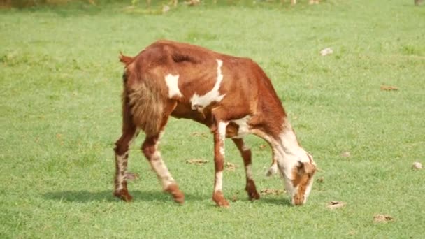 Vista Lateral Una Cabra Comiendo Una Hierba Verde Caminando Mismo — Vídeo de stock