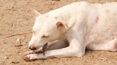 Bir köpek uzanıp çiğ balık kemiği ve yüzgeçlerini yiyor.