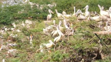 Ağaç dallarında oturan kuş sürüsü için Ciconiiformes iğnesi.
