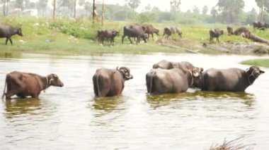 Bufalolar sığ bir nehirde yürüyor, diğerleri nehir kenarındaki çimlerde yürüyor.