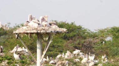 Ciconiiformes sürüsü kuş yuvasında oturuyor.