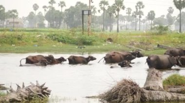 Bufalolar araçların geçtiği yolun yakınındaki sığ bir nehirde yüzüyorlar.