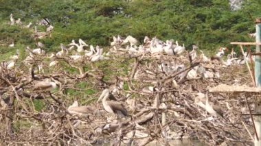 Beyaz Ciconiiformes 'in mikro çekimi ağaç dallarında oturan kuş sürüsü