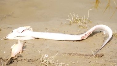 Yaralı yılan balığı ve küçük balık nemli Sandy bölgesinde ölü yatıyor.