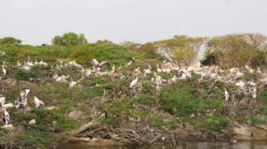 Göçmen Ciconiformes kuşlarının nehir kıyısındaki ağaç dallarında oturuş görüntüsü