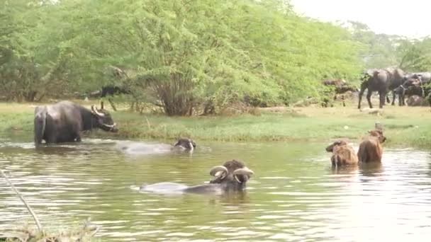小さな川の中に座っている水牛とラム — ストック動画