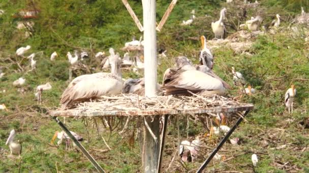 Vista Las Aves Ciconiiformes Blancas Sentadas Pajarito — Vídeos de Stock