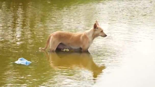 Big Local Breed Dog Standing Water — Stock Video