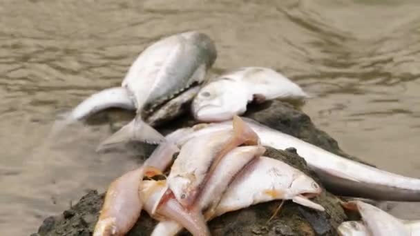 Многие Виды Рыб Лежащих Безжизненными Большом Камне Посреди Реки — стоковое видео