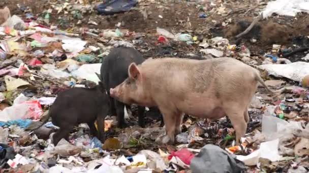 在垃圾处理区的某一特定地点翻耕猪圈 — 图库视频影像