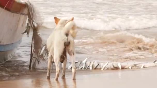 Ein Hund Der Auf Dem Rücken Eines Großen Bootes Ufer — Stockvideo