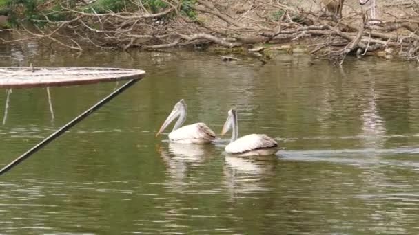 近景鸟群在湖水中游动 — 图库视频影像