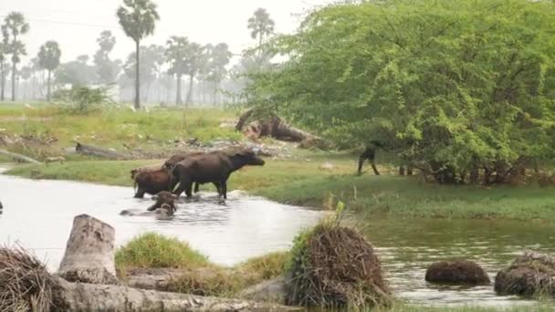 Búfalos Caminando Fuera Del Río Pastizales Con Árboles Detrás — Vídeos de Stock