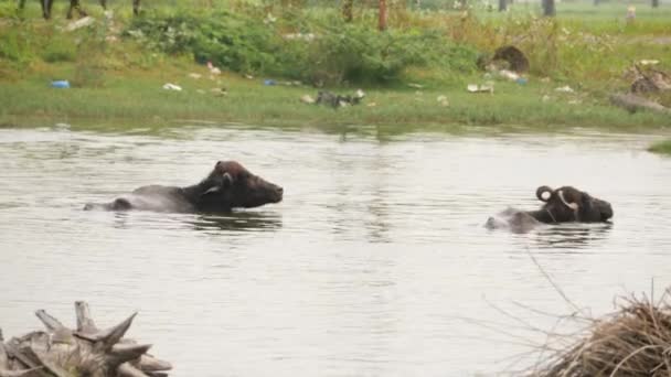 Buffalo Nuotare Fiume Poco Profondo Qualche Altra Passeggiata Sulle Erbe — Video Stock
