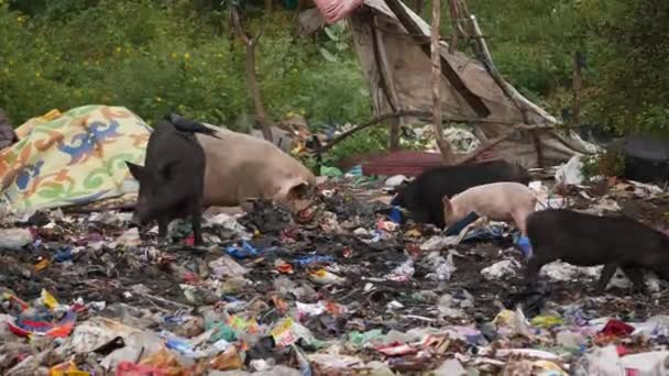 4K个关于猪在垃圾场吃垃圾的现场直播视频 — 图库视频影像