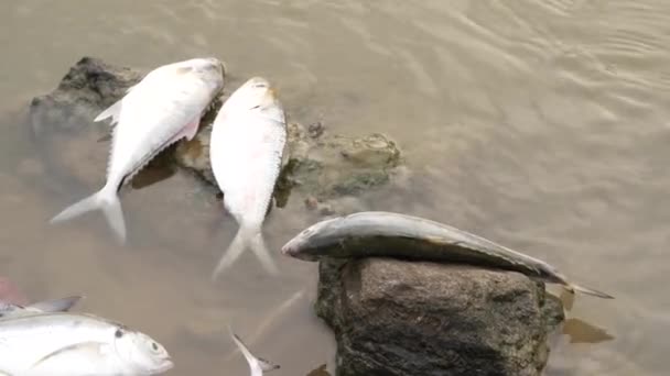 两条死了的白鱼躺在岩石上 另一条在其他岩石上 还有几条在后面 — 图库视频影像