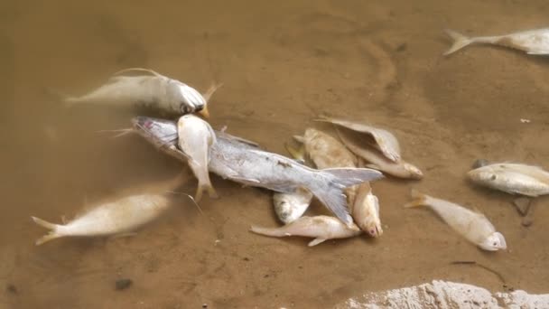 Veel Witte Dode Vissen Liggen Levenloos Het Water — Stockvideo