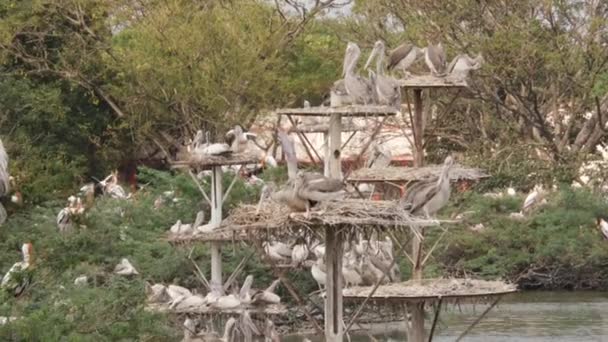 Άποψη Των Πτηνών Που Αναπαύονται Πάνω Από Τον Ορνιθώνα — Αρχείο Βίντεο