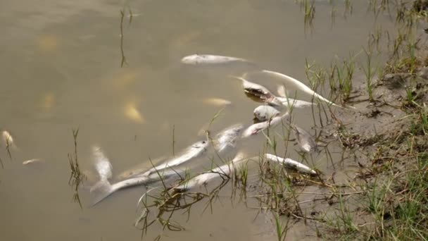 Viele Weiße Fische Liegen Leblos Ufer Eines Flusses — Stockvideo