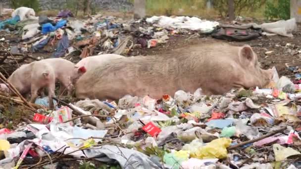 猪吃垃圾和更大的垃圾躺在垃圾填埋场的地上 — 图库视频影像