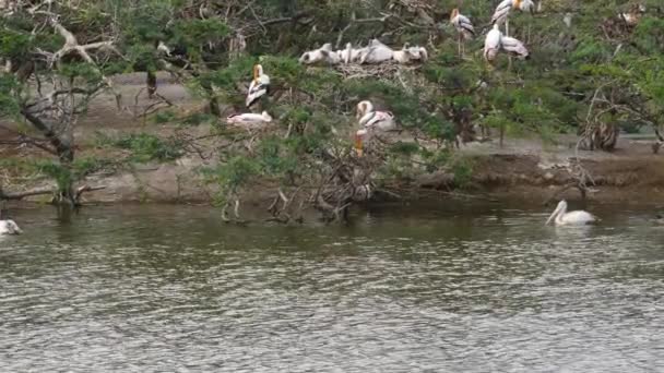 Ciconiiformes Blancos Pájaros Sentados Ramas Árboles Cerca Del Agua — Vídeos de Stock