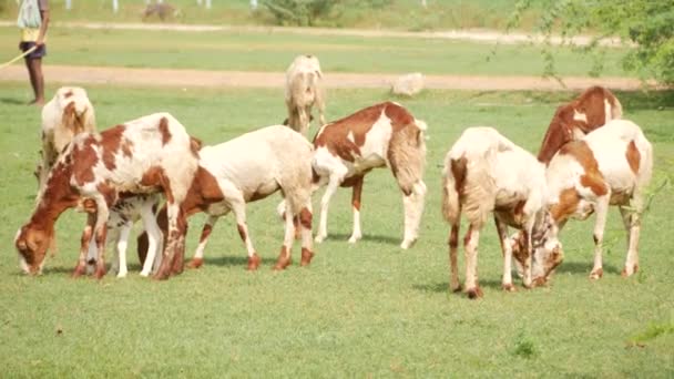 Eight Goats Eating Grass Field Boy Holding Stick Side — Stock Video