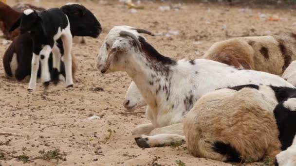 Fast Forwarded Video Goats Sitting Sandy Ground One Sighted Chewing — Stock Video