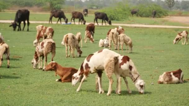 Cabras Blancas Marrones Parte Delantera Una Hierba Cabras Negras Fondo — Vídeo de stock